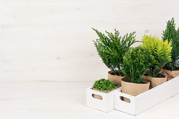 White modern minimalistic interior with young green plants in  box with copy space on beige wood table.