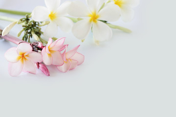Naklejka na ściany i meble Beautiful plumeria flower on white background 