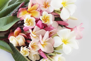 Foto auf Acrylglas Frangipani Schöne Plumeriablume auf weißem Hintergrund