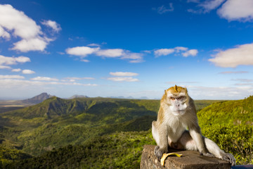 Naklejka premium Monkey at the Gorges viewpoint. Mauritius. Panorama