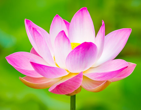 Fototapeta Closeup lotus flower