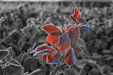 Frosty leafs