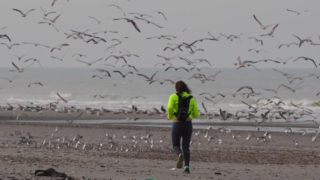 Footing sur la plage au milieu des oiseaux - Quend-Plage