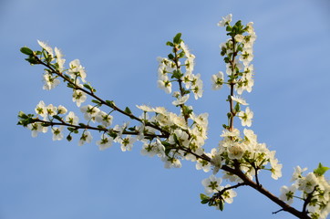 plum tree flowers