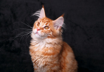 Cute beautiful red solid maine coon kitten sitting with beautiful brushes on the ears on black background and looking. Closeup portrait