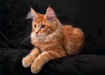 Adorable cute red solid maine coon kitten lying on cover with beautiful brushes on the ears with curious looking up on black background. Closeup portrait