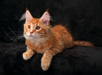Adorable cute red solid maine coon kitten lying on cover with beautiful brushes on the ears with curious looking up on black background. Closeup portrait