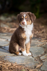 Mini Aussie