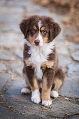 Mini Aussie