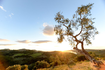 the sun is going down between the branches of an olive grove