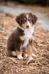 Mini Aussie