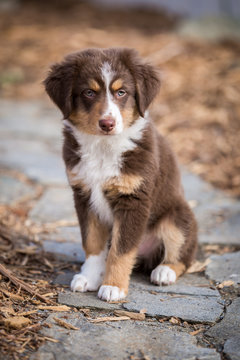 Mini Aussie
