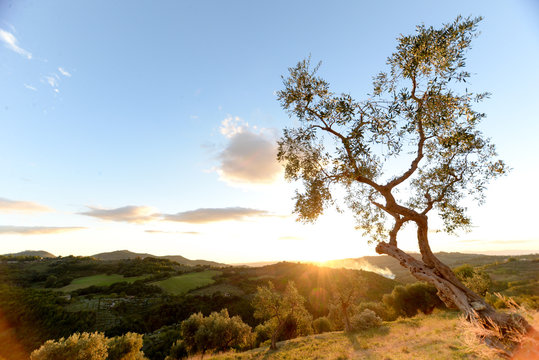 the sun is going down between the branches of an olive grove