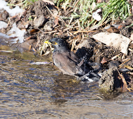 Fototapeta premium bird bathing in a puddle