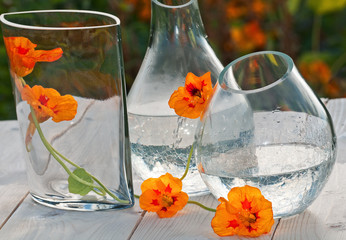 Nasturtium flowers in transparent glass vases on wooden table. Simple country still life.