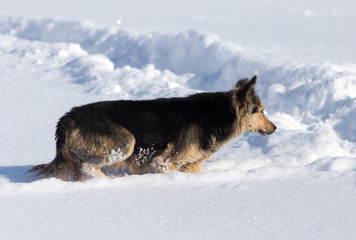 Dog in the snow in the winter