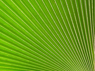 Obraz premium Palm leaves background