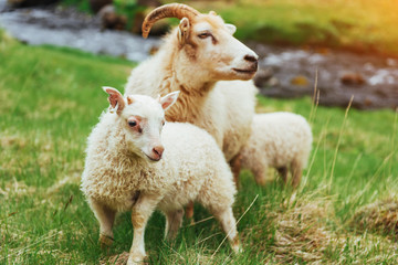 The Icelandic sheep. Fantastic views waterfall in the national park