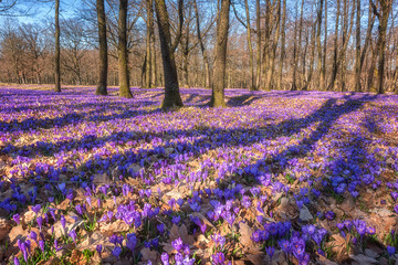 Early spring forest meadow with a carpet of violet flowers, wild crocuses or saffron peak flowering in Europe