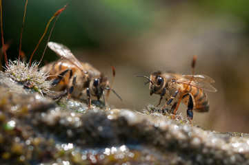 honeybees drinks water