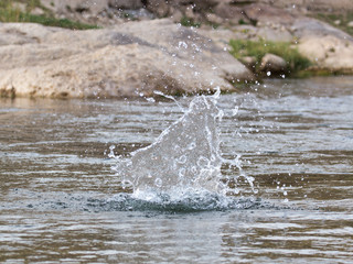Fototapeta premium water splashing from a stone in the river