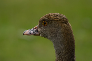 photo portrait of a Whistling (wandering) duck with a green background