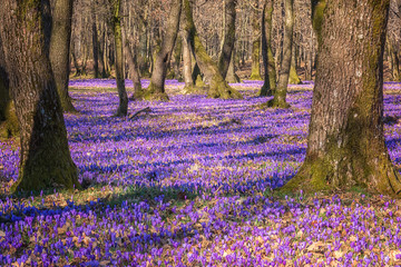 Purple flowers wild growing in the oak forest, crocus or saffron nature landscape, early spring in Europe