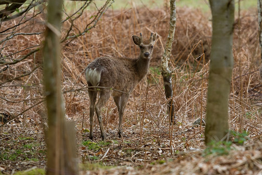 photo of a young Sika male deer standing looking back at the edge of the wood