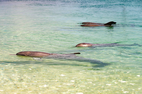 Monkey Mia Dolphins Near The Shore
