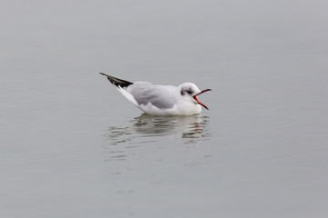 black-headed gull (Larus ridibundus) swimming and crying