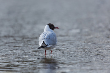 common black-headed gull (Larus ridibundus) standing in the water