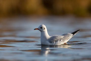 black-headed gull (Larus ridibundus) swimming on the water surface
