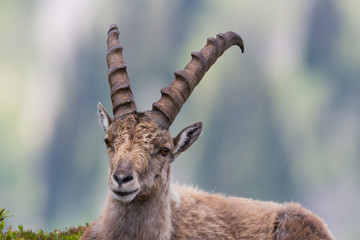 Portrait of a capricorn ibex lying in meadow