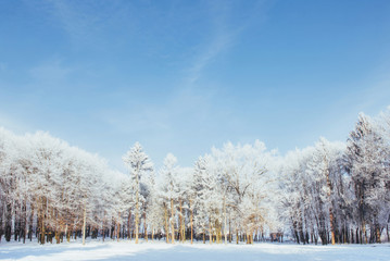 Fototapeta na wymiar The tops of the trees in the snow. Frozen snow on trees. Frozen trees on a background of blue cloudy sky
