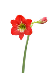 Amaryllis Baby Star Flower on White Background