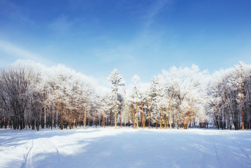 Obraz na płótnie Canvas Trees in cold winter day and snow