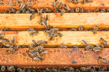 Close up view of the bees swarming on a honeycomb.