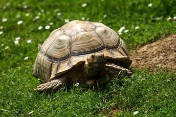 photo of a Spur-thighed Tortoise walking in the sunshine