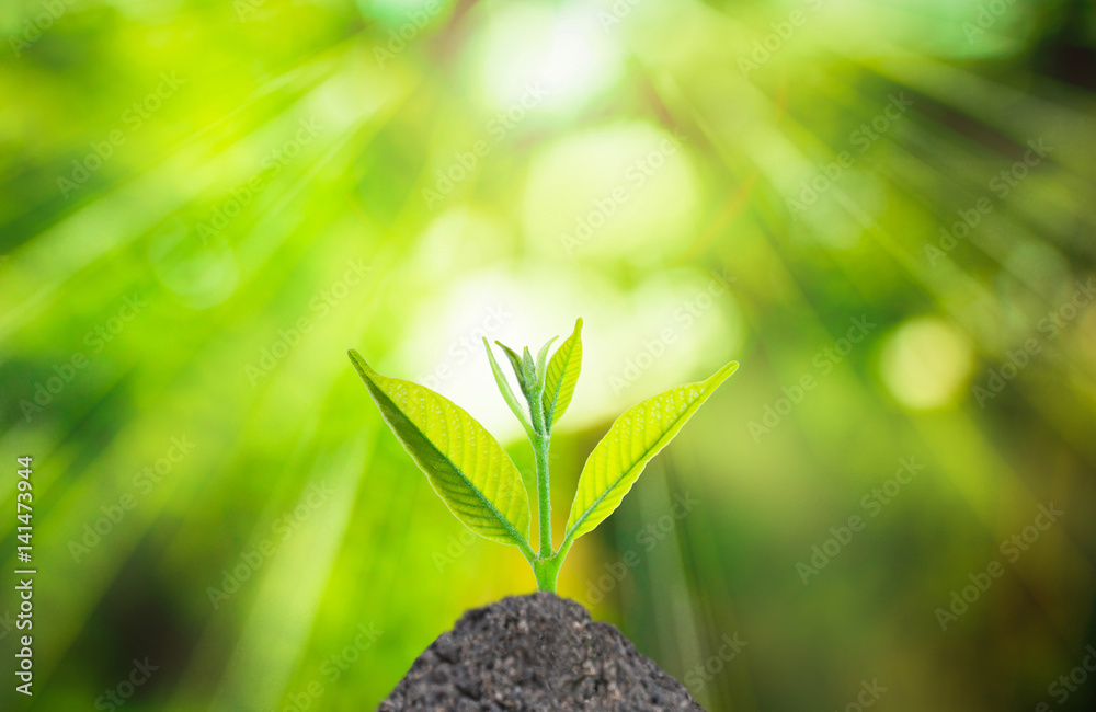 Wall mural human hand holding fresh small plant with soil on green nature blurred background