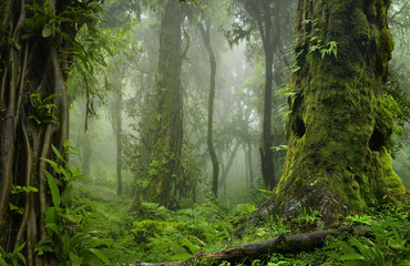 Nepal jungle