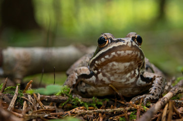  Forest frog who is taken close-up on blurred background.