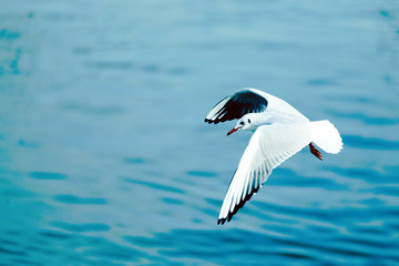 Beautiful seagulls flying