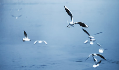 Beautiful seagulls flying