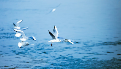 Fototapeta na wymiar Beautiful seagulls flying