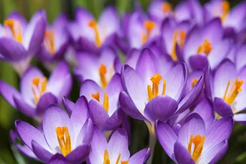 Crédence de cuisine en plexiglas Crocus Field of blooming violet crocuses on the spring meadow. Selective focus.