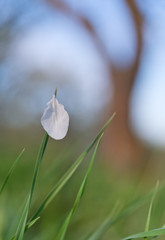 Fototapeta premium A lone leafless tree petal on blade of grass.