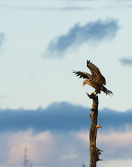 White tailed eagle landing in tree top