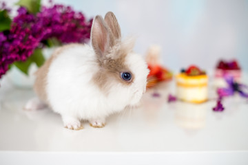 White rabbit with a red spot and cupcake. Bouquet of lilac in the background