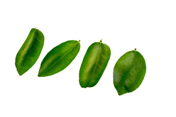 Lemon leaf over white background