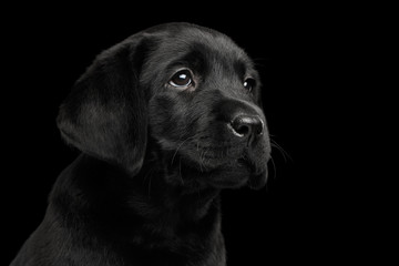 Closeup Portrait of Gorgeous Labrador Retriever puppy sad looking up isolated on black background, front view